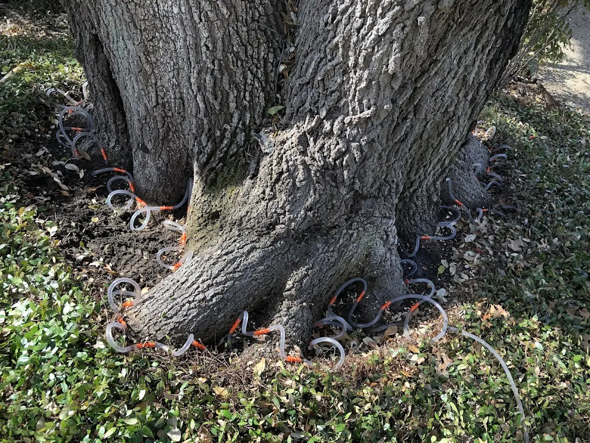 Detailed Tree Cabling and Bracing job site in De Lancey