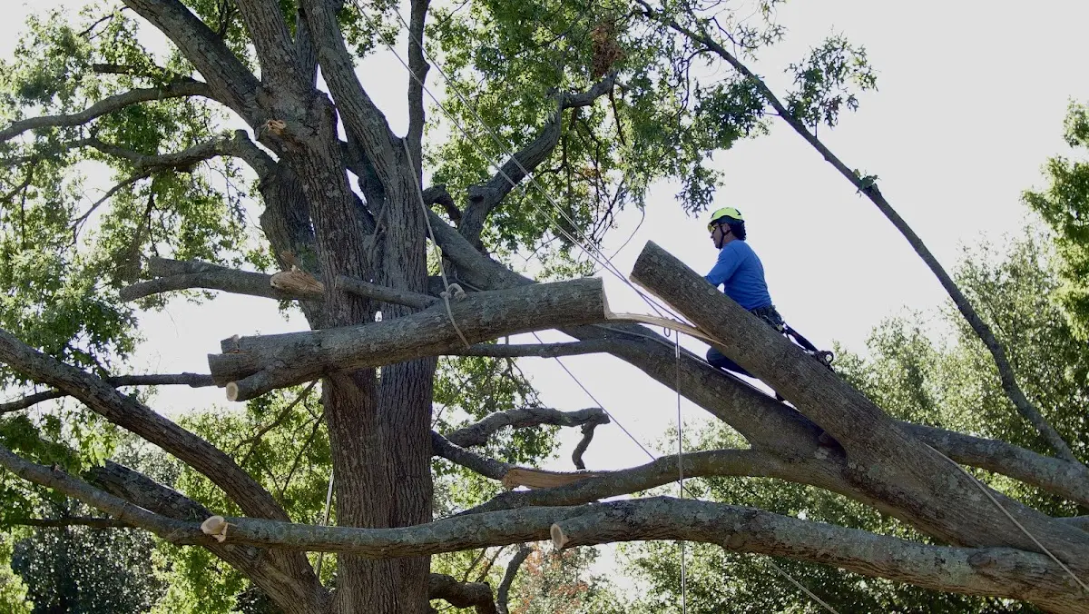 Professional Crown Thinning performed by certified arborists in De Lancey