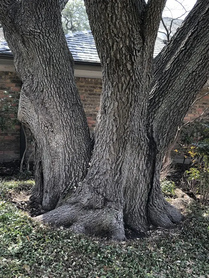 Mature heritage tree close to a De Lancey property cared for by certified arborists